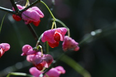 戸隠高原 花の名前は「マユミ」