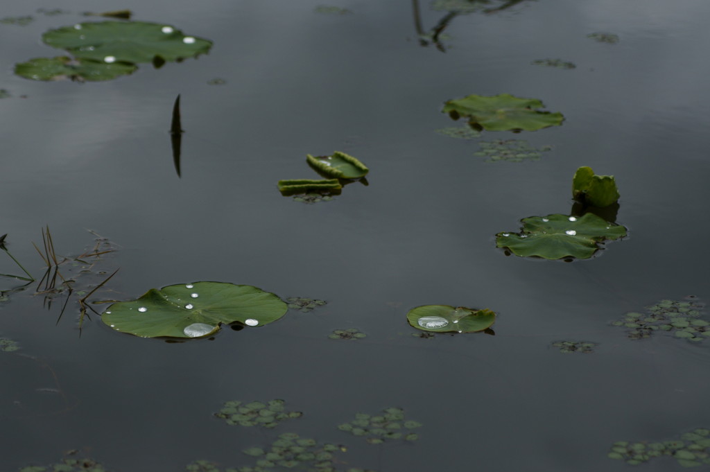 蓮池