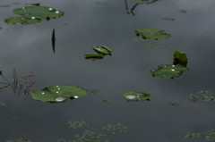 蓮池