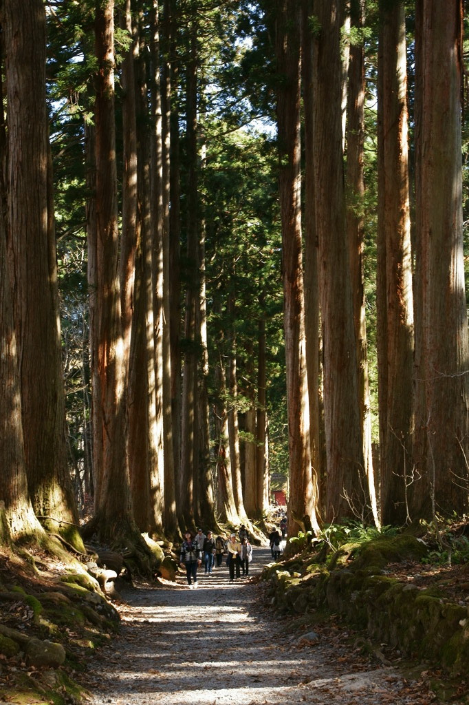 戸隠高原（戸隠神社）