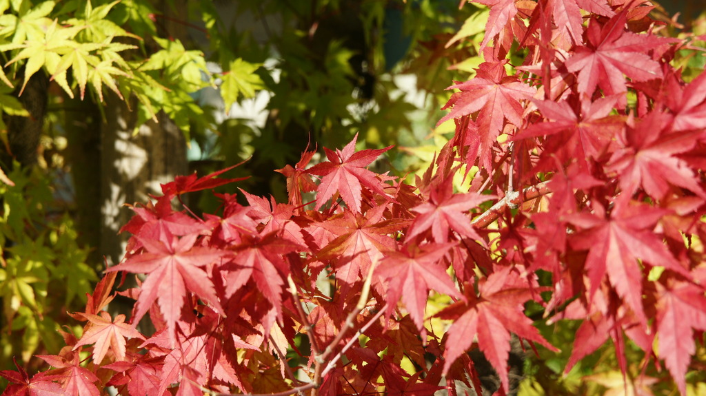 善光寺 城山公園の紅葉