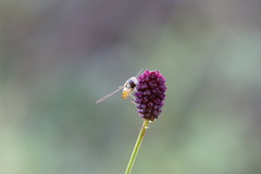 戸隠高原 アブ？蜂？