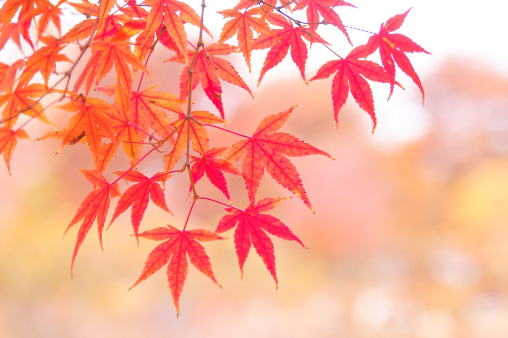 爽やかな秋