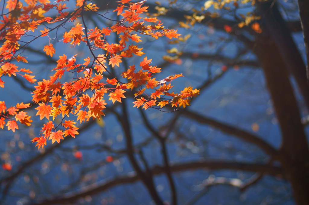高山村七味温泉近くの紅葉