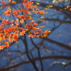 高山村七味温泉近くの紅葉