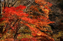 高山村七味温泉のモミジ