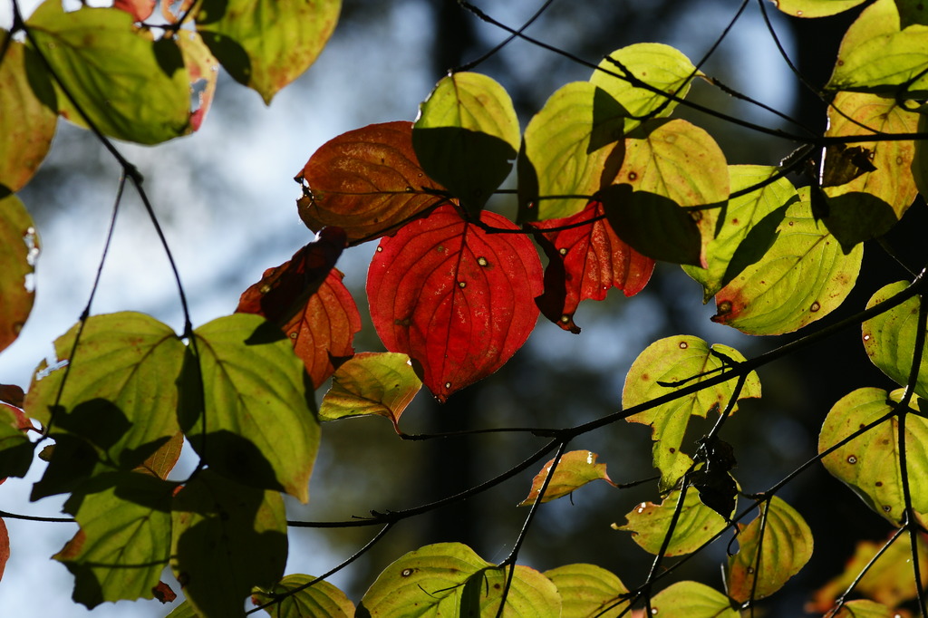 戸隠高原 紅葉のステンドグラス