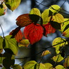 戸隠高原 紅葉のステンドグラス