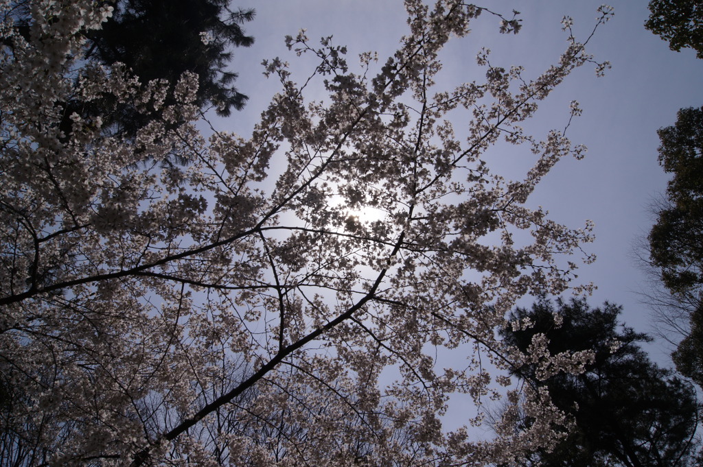 DSC07017