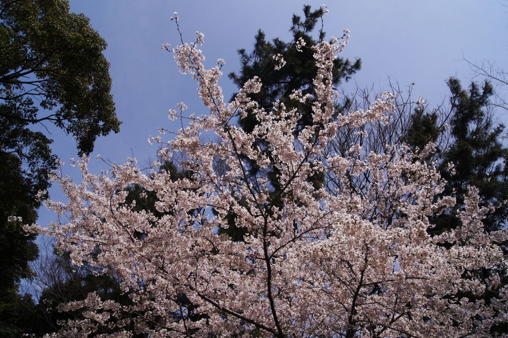 DSC07011