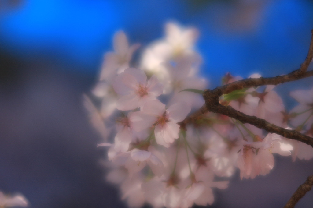 蒼穹桜花