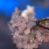 蒼穹桜花