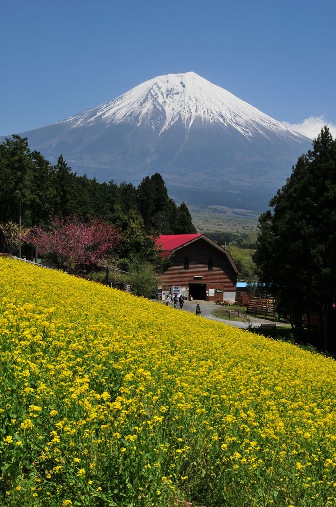 菜の花と富士