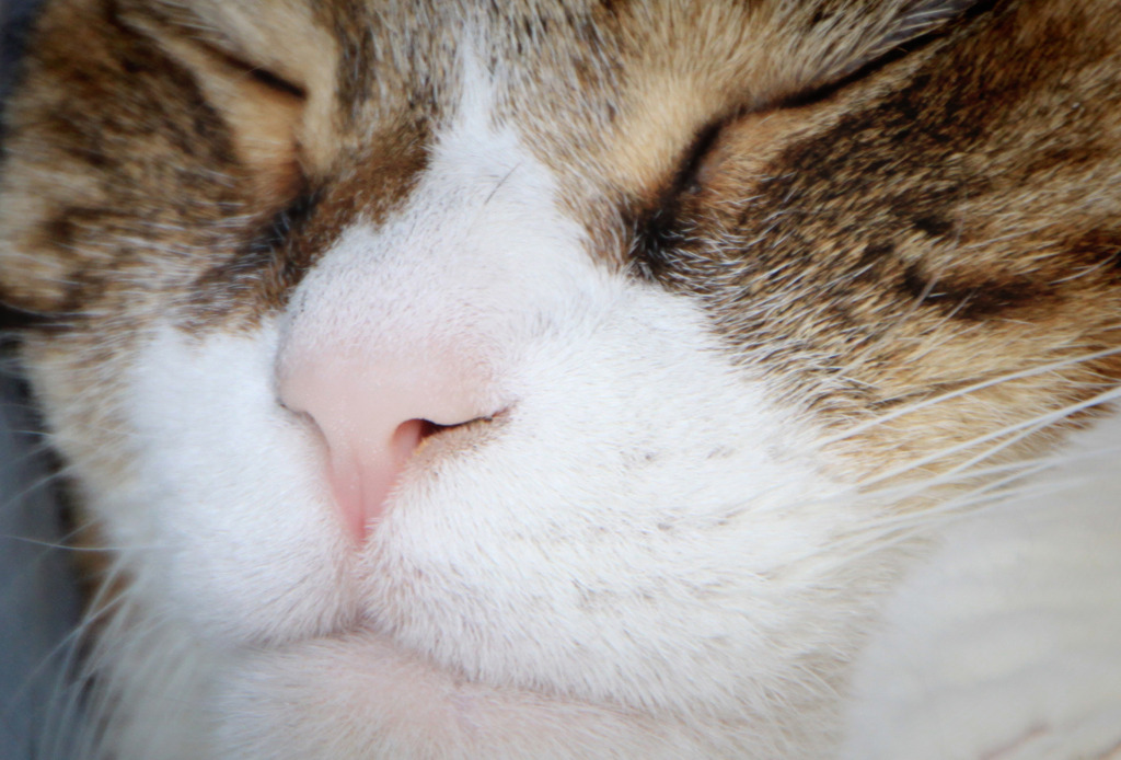 猫とminimalism