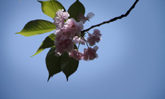 八重桜