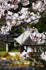 桜のある風景