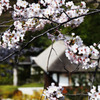 桜のある風景