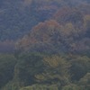 夜明けの紅葉