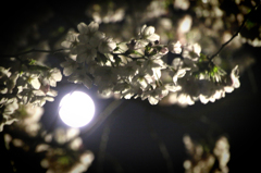 月と桜と春の宵