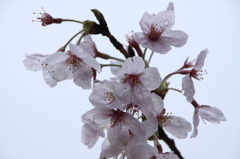 雨の日と月曜日と桜と