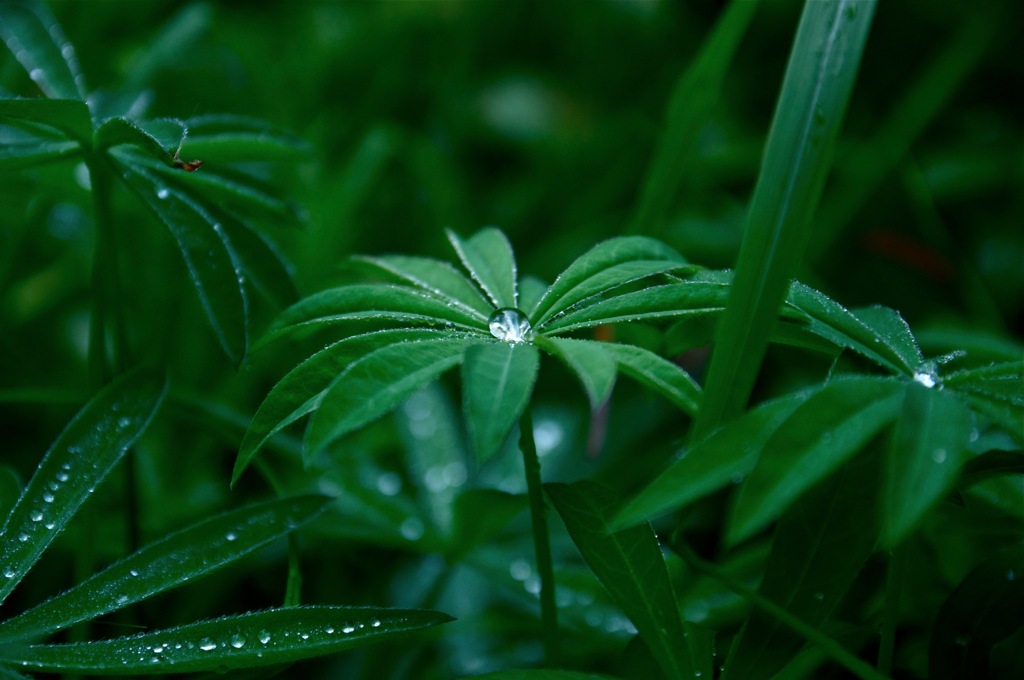 朝露