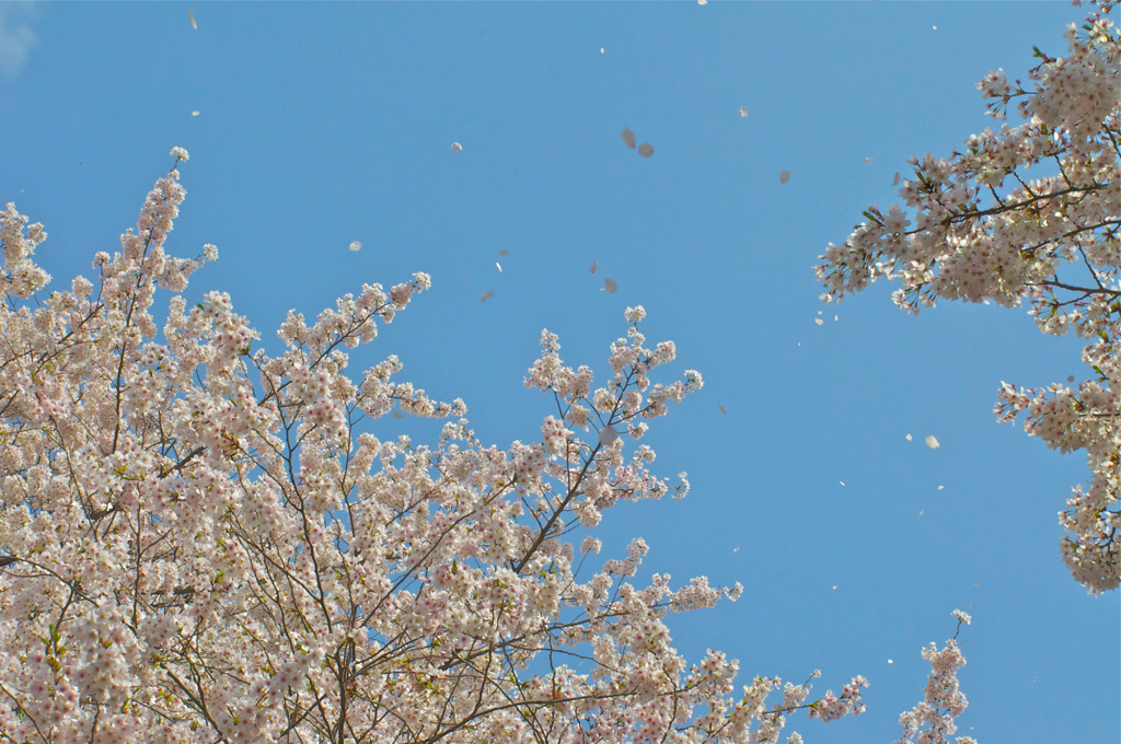 桜吹雪