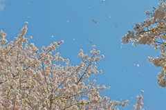 桜吹雪