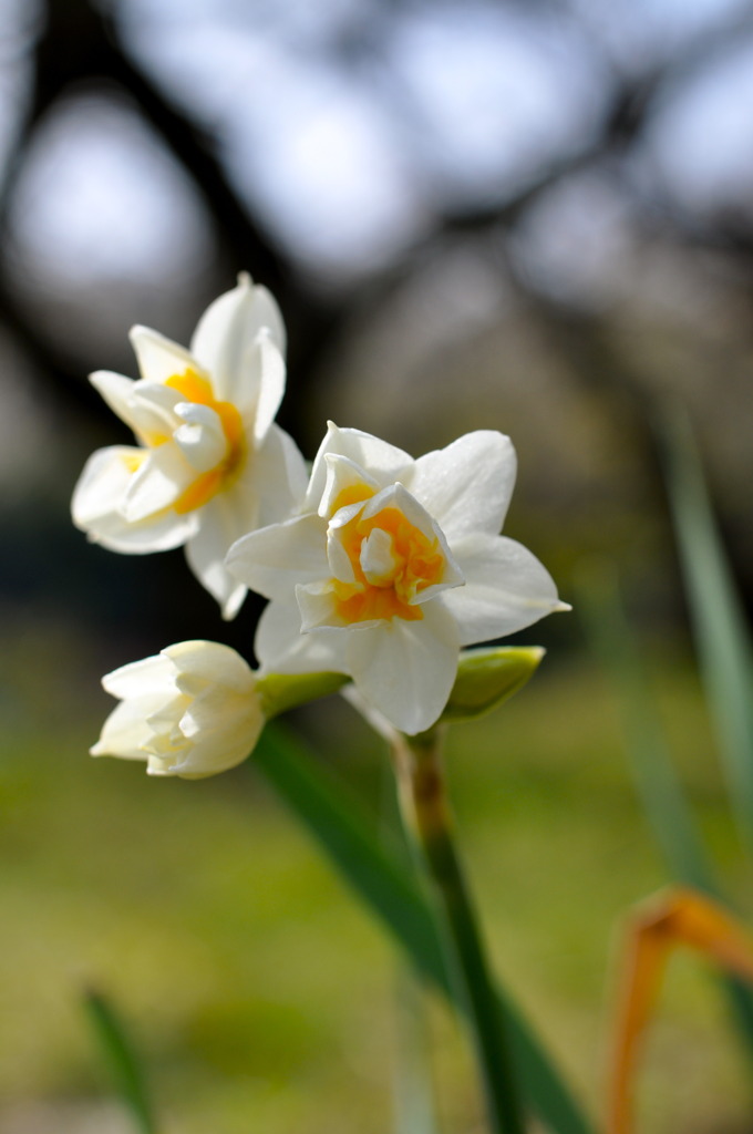 お花