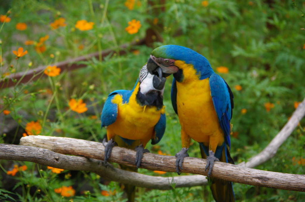 ルリコンゴウインコ