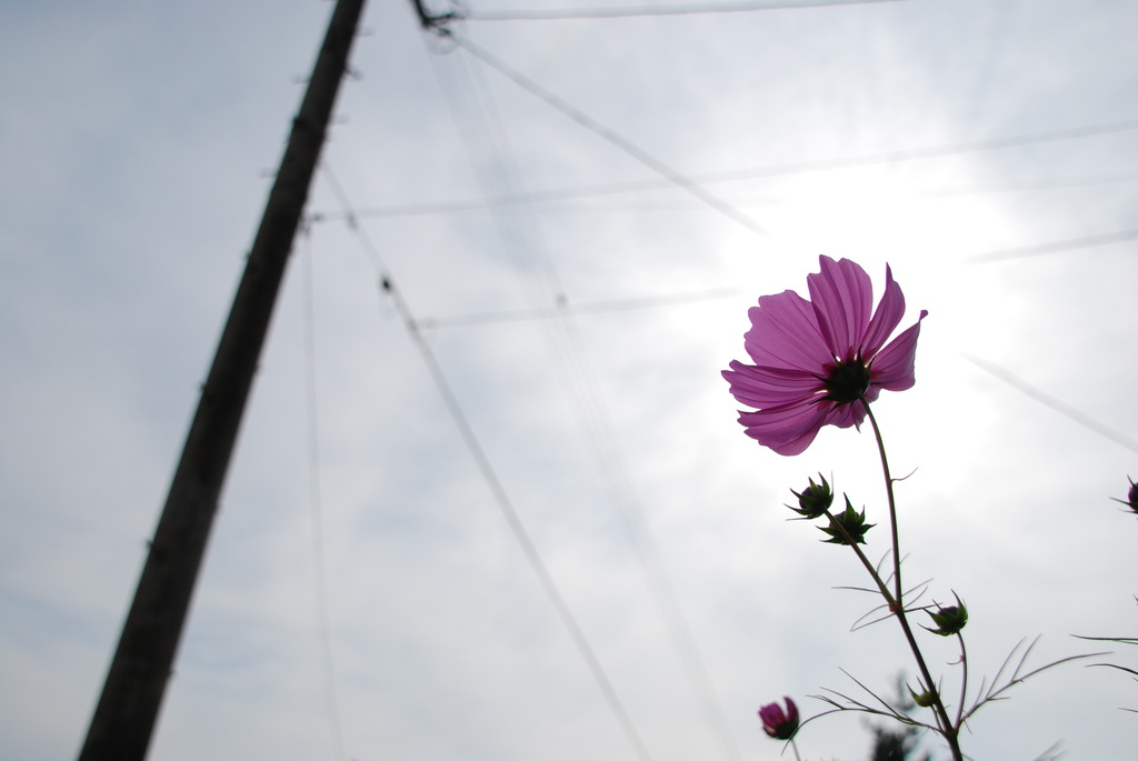 秋桜と太陽と電柱