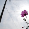秋桜と太陽と電柱