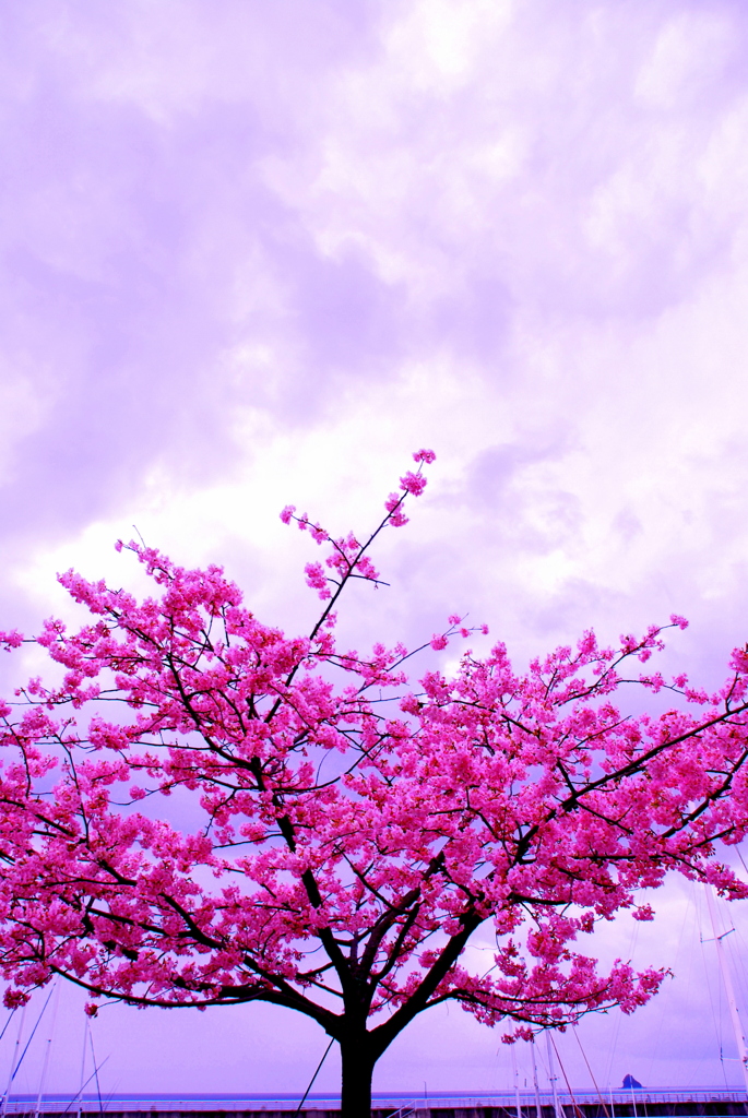 海に咲く桜