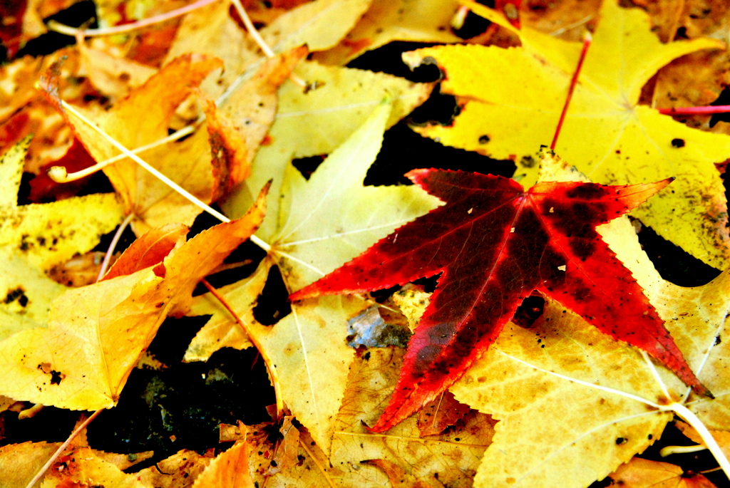 紅一枚