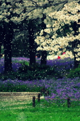 粉雪のように舞い落ちる花弁