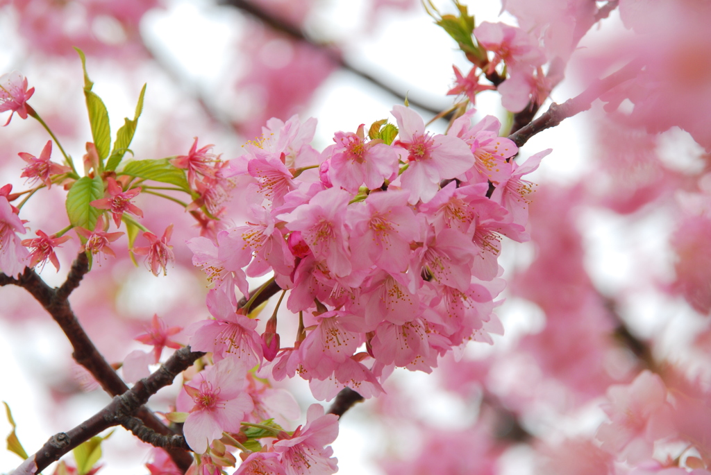桜