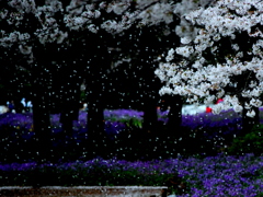 桜の雨