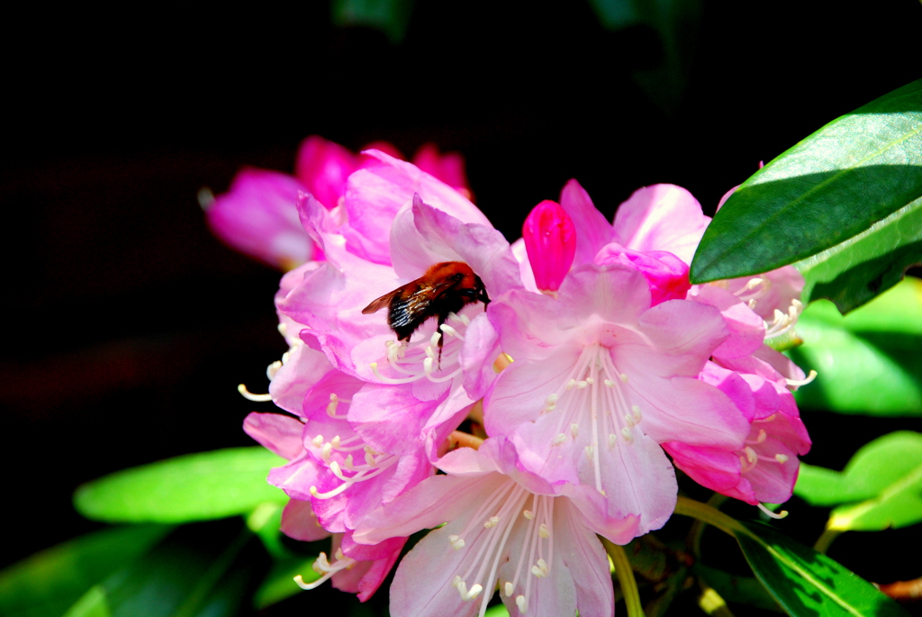 石楠花と蜂
