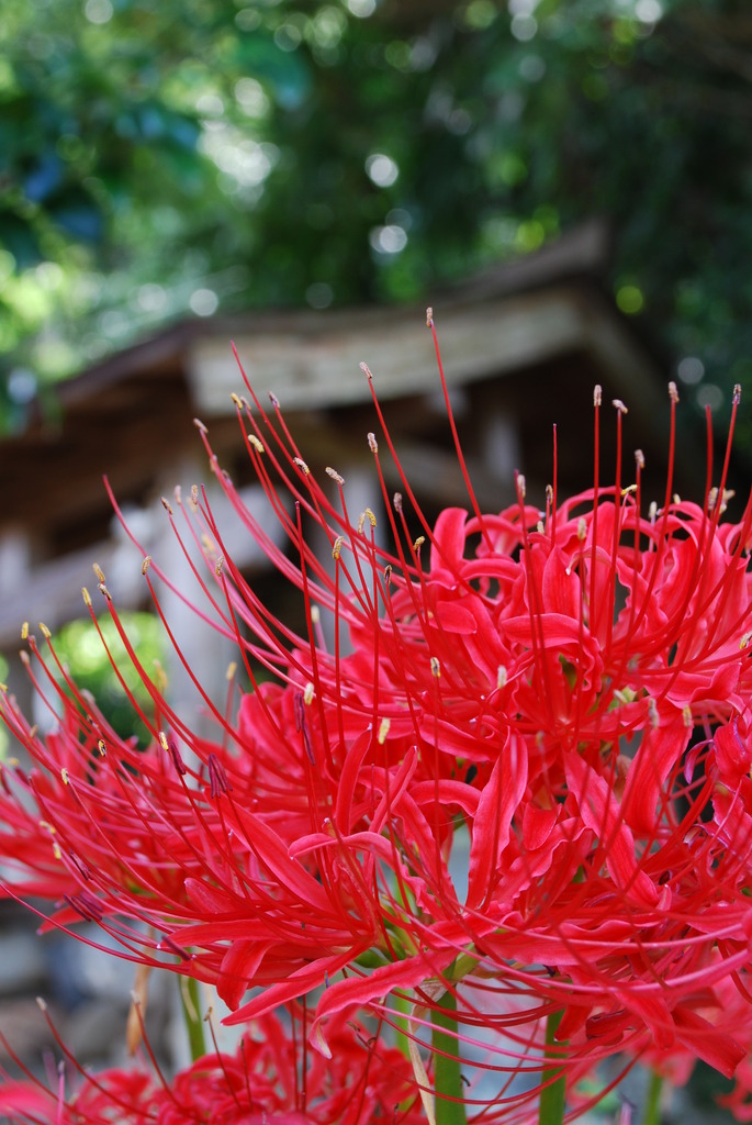 お彼岸
