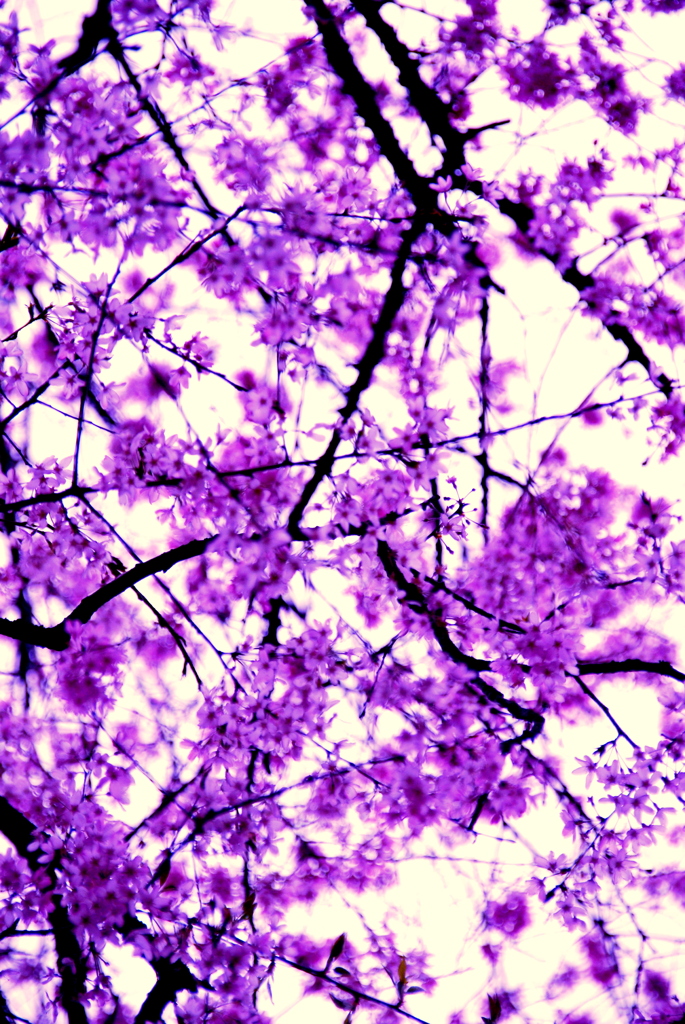 枝垂桜