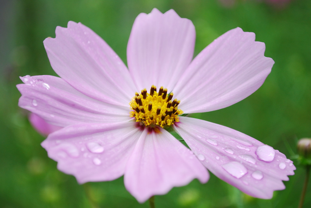 雨上がりの秋桜