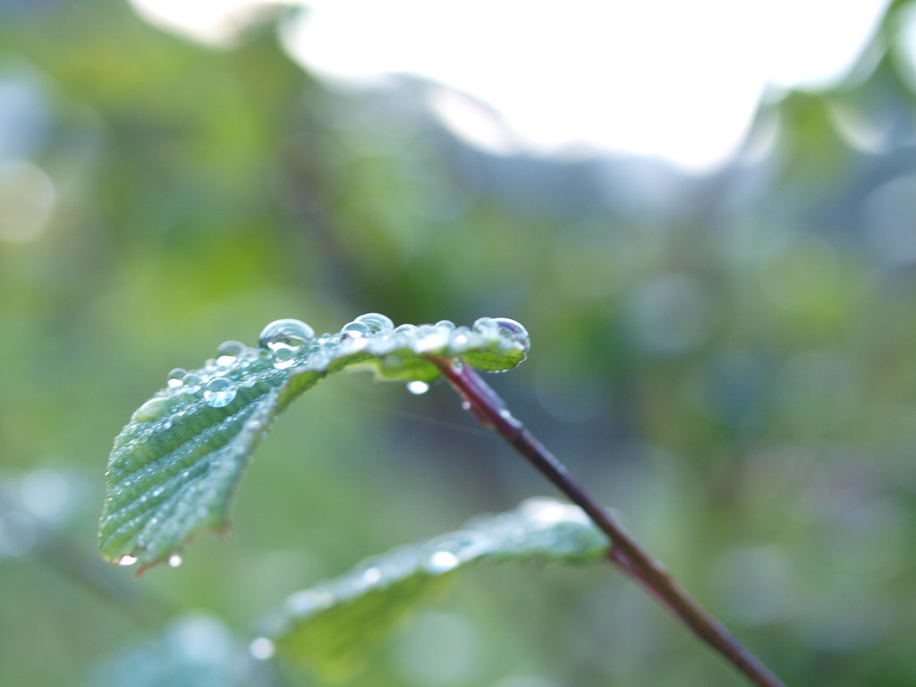 雨上がり