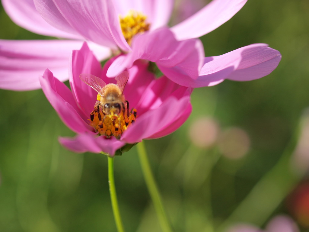 コスモスと蜜蜂