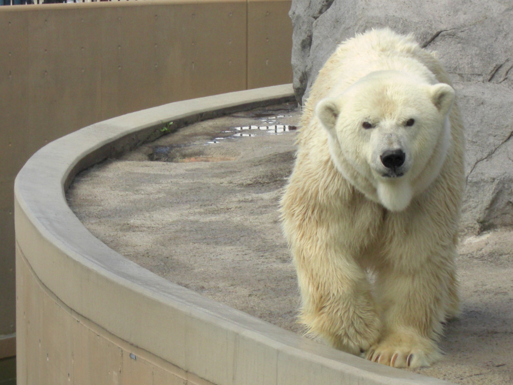 白くま＠旭山動物園