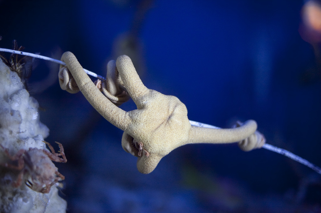 未知の生物