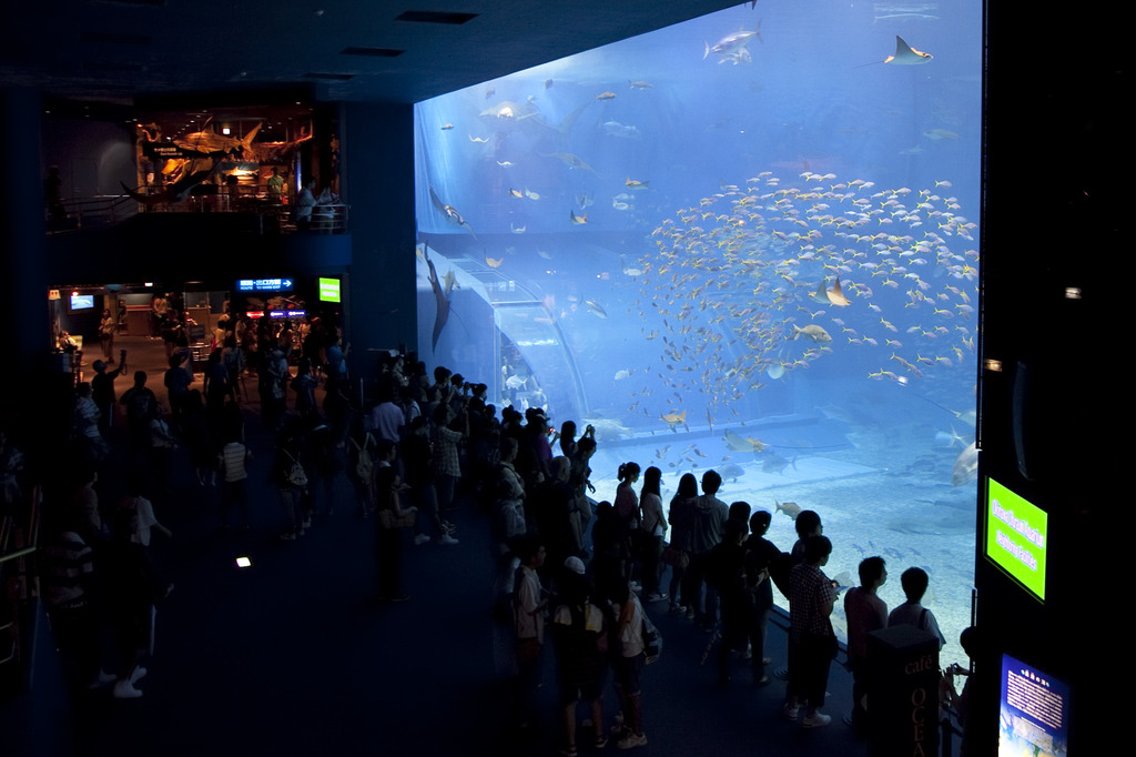 美ら海水族館にて