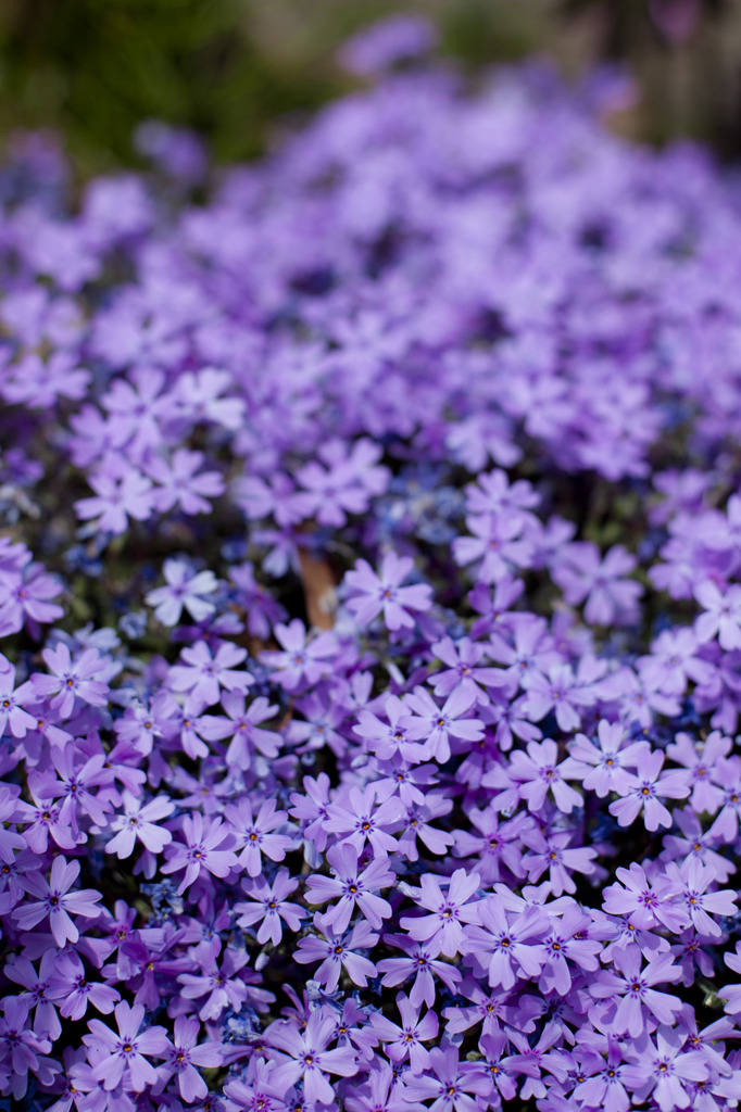 蒼い花