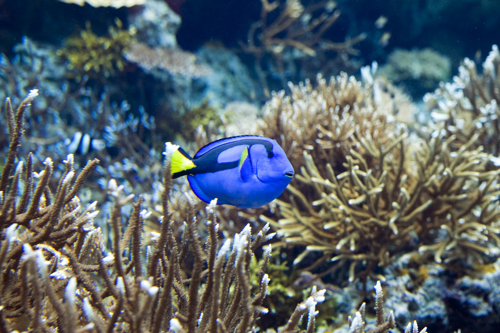 美ら海水族館にて