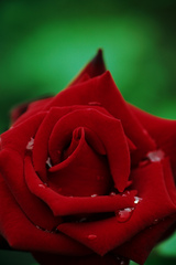 Queen Rose 赤いマント