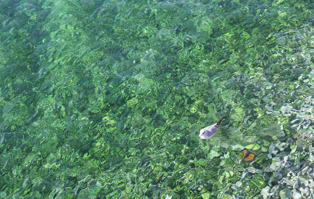 海に漂う