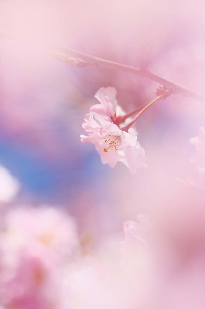 二輪桜